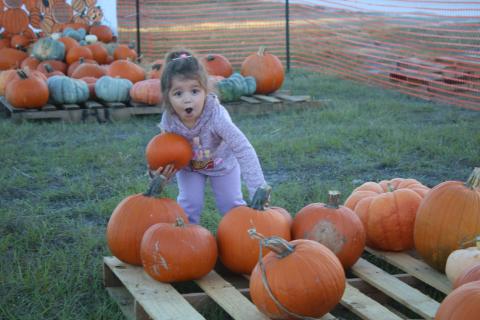 Naomi Nolasco, 3, flashes a look of awe as she attempts to lift a pumpkin that weighs more than she anticipated. (TONY BRITT/Lake City Reporter)