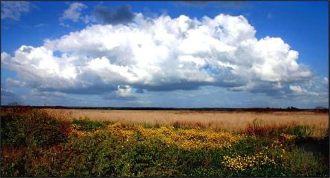 Paynes Prairie Preserve State Park has been designated the state’s eighth state geological site. (COURTESY)