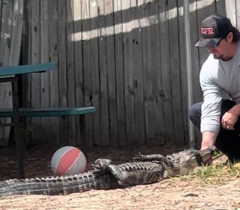Cameron McCauley, a nuisance alligator trapper, tapes an alligator’s mouth shut after it showed up on the grounds at Lollipop Children Center Tuesday morning. (COURTESY)