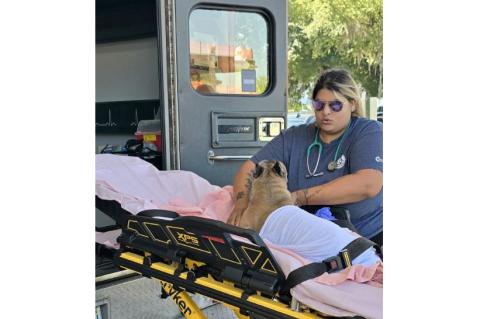 Century Ambulance paramedic Gyse Colon helps take care of a dog, which was in distress Friday after its owner was in a crash on Interstate 75. Colon’s quick thinking led to the dog being rushed to Addison’s Animal Hospital, where it went into emergency surgery. (COURTESY)
