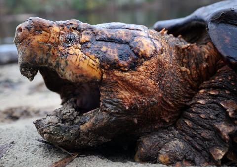 A large male Suwannee alligator snapping turtle awaits being weighed, measured and tagged before being returned to the tannin-black waters of the Suwannee River. (RENEE BODINE/U.S. Fish & Wildlife Service)