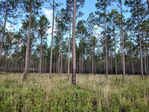 South Prong, a 2,400-acre timber and hunting property in Baker County, will be preserved for agricultural purposes after the Florida Department of Agriculture and Consumer Services bought a $4.999 million conservation easement on the property.  (COURTESY)