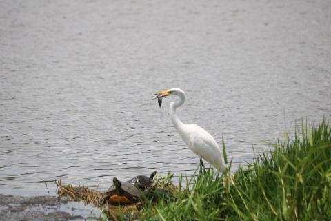 An egret enjoys a fish as a snake at Lake DeSoto earlier this week. Hundreds of fish were reported dead in the lake last weekend, which is being blamed on weather conditions. (TONY BRITT/Lake City Reporter)