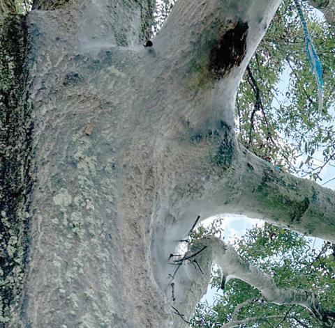 A web on your oak trees that are from psocids are not a danger to the tree. (COURTESY)