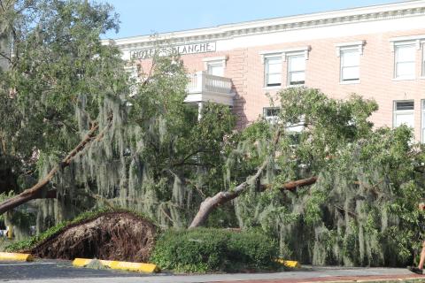 A pair of trees were knocked over in the Lake City Hall parking lot by Hurricane Helene on Friday in front of the Blanche Hotel in downtown Lake City. City crews had the trees cleaned up and removed by Friday afternoon. (JACK WACHTER/Lake City Reporter)