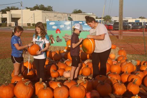 Emarie Park (from left), 10, Maggie Breeden, 13, Walker Park, 10 and Chloey Bryant measure pumpkins at the Columbia FFA pumpkin patch. Around 1,600 pumpkins were brought to the patch on Saturday where FFA students are selling them as a fundraiser. (TONY BRITT/Lake City Reporter)