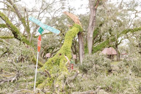Veterans Memorial Park in Mayo, which hosts Pioneer Day, sustained a lot of tree damage from Hurricane Helene. (JACK HOWDESHELL/Lake City Reporter)