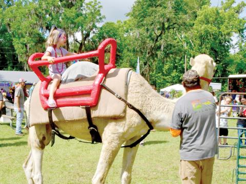 Boris the camel gives a child a ride at the 2023 Wellborn Blueberry Festival. Boris is among the attractions expected for Saturday’s Fall Festival in Wellborn. (FILE)