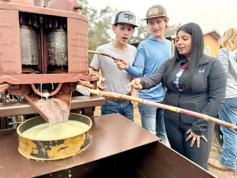 Fort White FFA students grind sugar cane Wednesday as they made cane syrup at the school. (COURTESY)