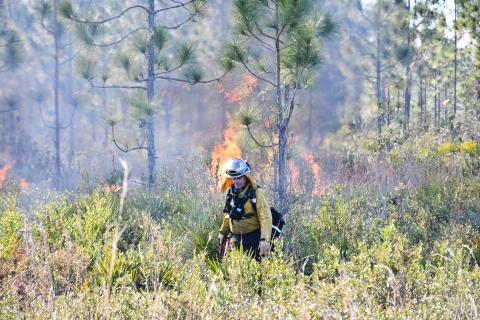The Suwannee River Water Management District recognizes January as Prescribed Fire Awareness Week and said it reduces intensity of possible wildfires. (COURTESY SUWANNEE RIVER WATER MANAGEMENT DISTRICT)