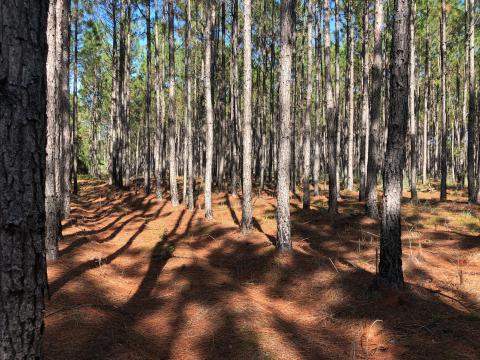 Land in northern Columbia County was purchased through the Florida Forever program to help with wildlife conservation. The 1,620-acre property will be managed by the Florida Fish and Wildlife Conservation Commission. (COURTESY)