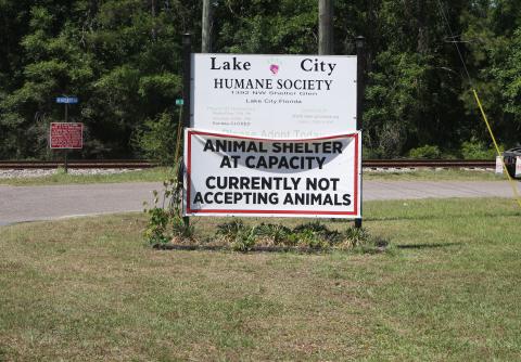 The Lake City Humane Society currently is at capacity and not accepting new animals. But the agency is also working on solutions to alleviate that problem, including opening a new meet and greet area for adopted dogs. (MORGAN MCMULLEN/Lake City Reporter)