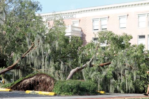 Trees in the Lake City Hall parking lot were knocked down by the destructive winds of Hurricane Helene last September. (FILE) 