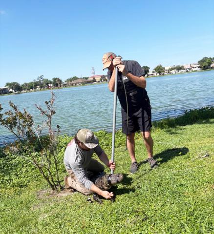 A pair of alligator trappers wrangle a gator on the banks of Lake DeSoto on Wednesday. (COURTESY)