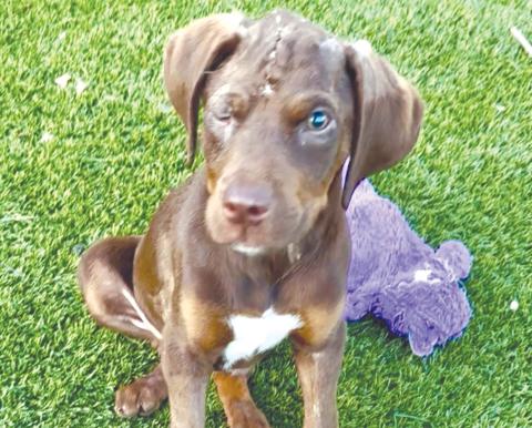 Sweet Pea, who was assaulted in late March in Live Oak, is recovering but has a long road ahead. (COURTESY)