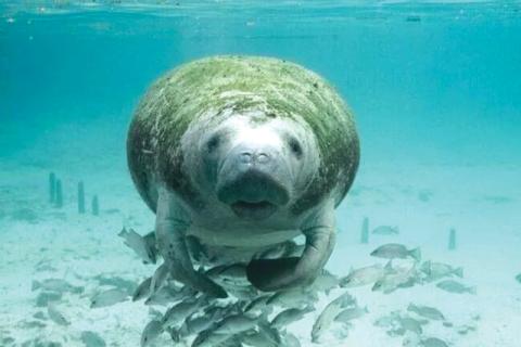 A federal appeals court gave the go-ahead to requirements aimed at protecting manatees in the Indian River Lagoon. (COURTESY)