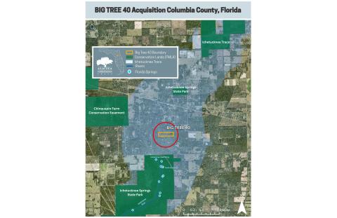 The Alachua Conservation Trust purchased the Big Tree 40 property in southern Columbia County for conservation efforts near Ichetucknee Springs. (COURTESY)