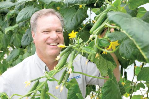Bob Hochmuth stands among hydroponically grown cucumbers during a Small Farms Academy session at the UF/IFAS North Florida Research & Education Center – Suwannee Valley (NFREC-SV) in Live Oak. (TYLER JONES/UF/IFAS)