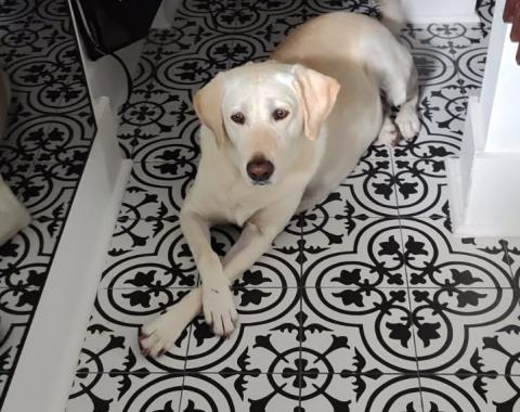 Booey, Steve Johnson’s dog, was injured Sunday on the Santa Fe River when struck by a boat propeller. (COURTESY STEVE JOHNSON)