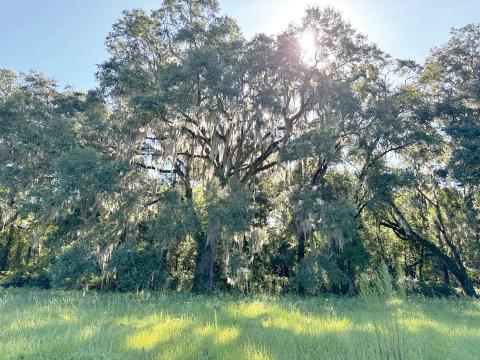 The Donald and Janie Graham family sold a conservation easement to Alachua Conservation Trust on the 416-acre farm in Columbia and Union counties along the Olustee Creek. (COURTESY)