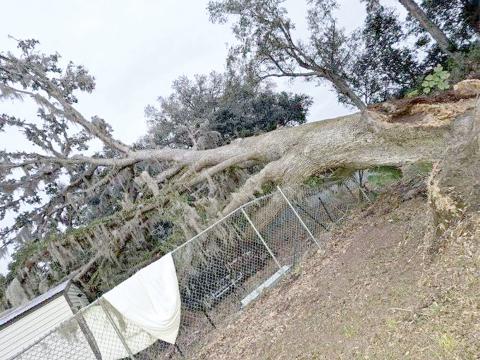 A large oak tree split and crashed onto the Live Oak animal shelter late Tuesday night or early Wednesday morning. (COURTESY)