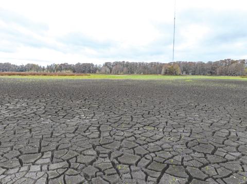 The dried lake bed of Alligator Lake sits after below-average rainfall fell across North Florida over the last few months. (RAY CARPENTER/Lake City Reporter)