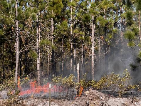 A brush fire burns alongside County Road 49 on Sunday afternoon. About 10-15 acres burned but a nearby residence was spared major damage. (LILLY WACHTER/Lake City Reporter)