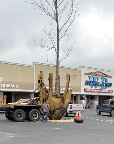 A new pecan tree was planted outside the W.B. Howland Company store in Live Oak last week. The tree was transplanted from the original Howland homestead in the Clayland area, the site of the family’s first Suwannee County store. (COURTESY)