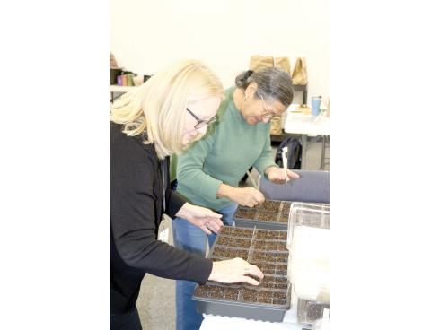 Master gardeners Terri Andrews (left) and Mayra Ramirez Rodriguez and plant seeds in January as they prepare for this month’s plant sale. (TONY BRITT/Lake City Reporter)