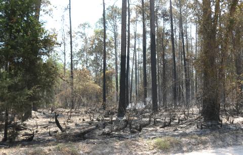 Damage left in the wake of the Gun Range Fire sits in the Osceola National Forest on Tuesday. The fire is now 50% contained after starting Sunday. (TONY BRITT/Lake City Reporter)