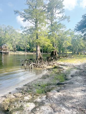 The Alachua Conservation Trust has purchased 20 acres in Gilchrist County that incudes 2,000 feet of frontage along the lower Santa Fe River to protect the waterway. (COURTESY)