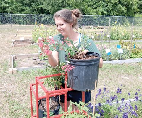 Erin Harlow, the horticultural extension agent with the UF/IFAS Columbia County Extension Office, looks at a Coral Honeysuckle plant in preparation for the office’s plant sale next weekend. (COURTESY)