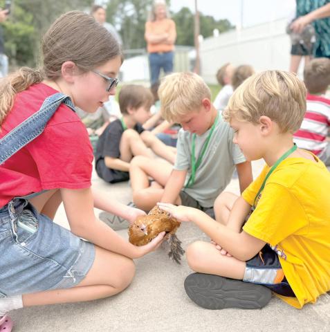 Little Poultry Pals campers enjoyed an up-close encounter with one of Junior 4-H member Josie Harlow’s chickens during a hands-on lesson about poultry and agriculture. (COURTESY UF/IFAS EXTENSION COLUMBIA COUNTY)