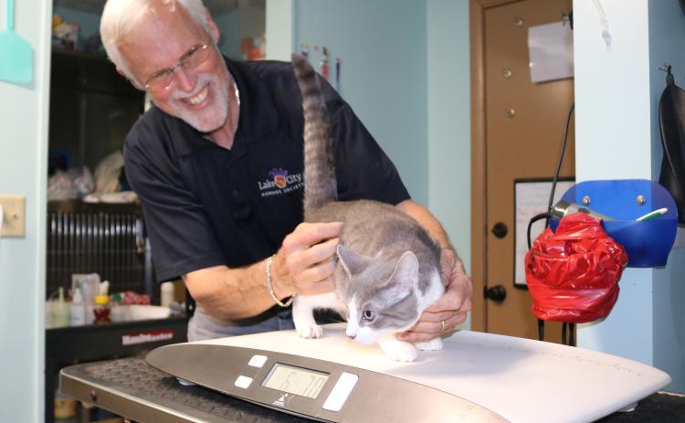 Thomas Barritt, Lake City Humane Society facility manager, weighs a cat that is scheduled to have surgery today. LCHS is in the midst of a push to curb the local feral cat and wild dog population through an aggressive spay/neuter program. (TONY BRITT/Lake City Reporter)