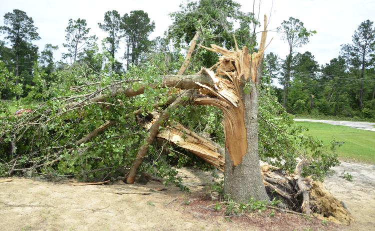 A downed tree, snapped apart by a tornado on Sunday, sits in a yard in the Columbia City area. No injuries were reported in connection with the twister, but there was some property damage. (CARL MCKINNEY/Lake City Reporter)