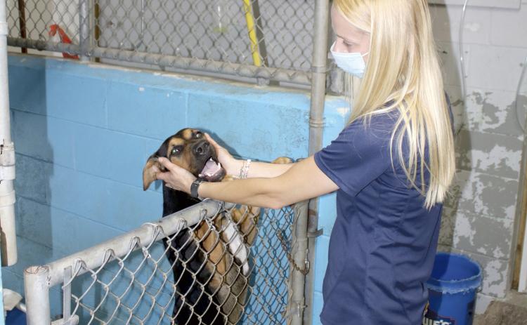 Ashley Gerondale, Lake City Columbia County Humane Society animal adoptions manager, plays with a smiling “Boomer” on Friday afternoon after a walk. The humane society will start construction on the James Montgomery Animal Wellness Center in the next few weeks. (TONY BRITT/Lake City Reporter)