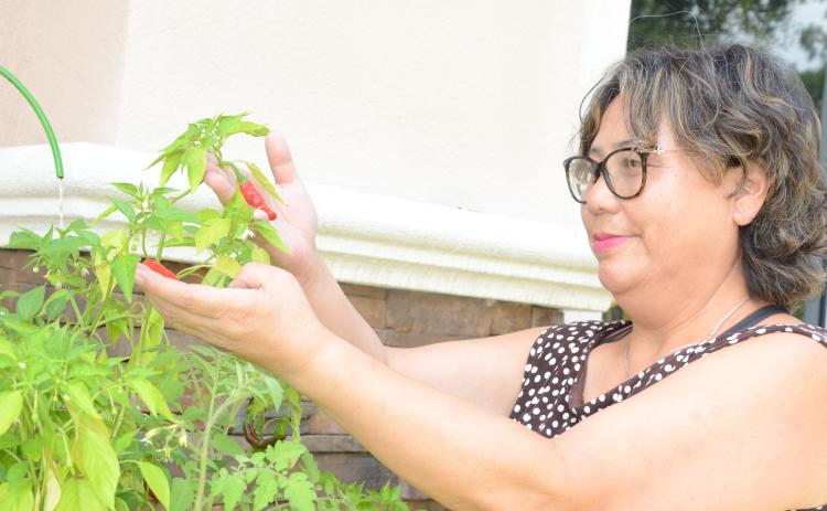 Yaping Morgan, a local entrepreneur, shows off chili peppers she has grown with her Smart Farm automated watering system that she said makes growing food nearly effortless. (CARL MCKINNEY/Lake City Reporter)