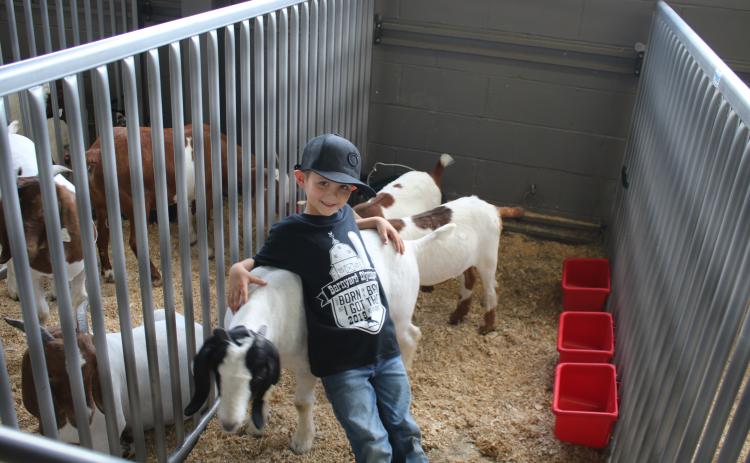 Gunner Shaw, 6, reclines on his sister’s wether, ‘Rodeo,’ while in the Florida Gateway Fairgrounds Livestock Barn Thursday. (TONY BRITT/Lake City Reporter)