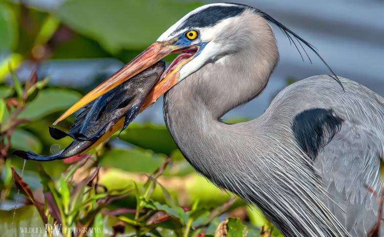 Dick Vautrinot has photographed wildlife from coast to coast. His ‘Birds in Flight’ exhibition will be shown at the Gateway Art Gallery through February and March. (COURTESY)