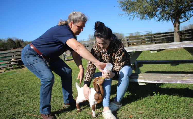 Patricia Starnes, the Columbia High School FFA advisor and agriculture teacher (left) and Kinsley Coleman, a ninth-grader and Columbia FFA Jr. Chapter member, bottle feed “Cletus”, a new born goat that’s about a month old, at the school’s land lab Monday afternoon. The school’s FFA program, which raises goats, has had 18 kids born in 2021. (TONY BRITT/Lake City Reporter)