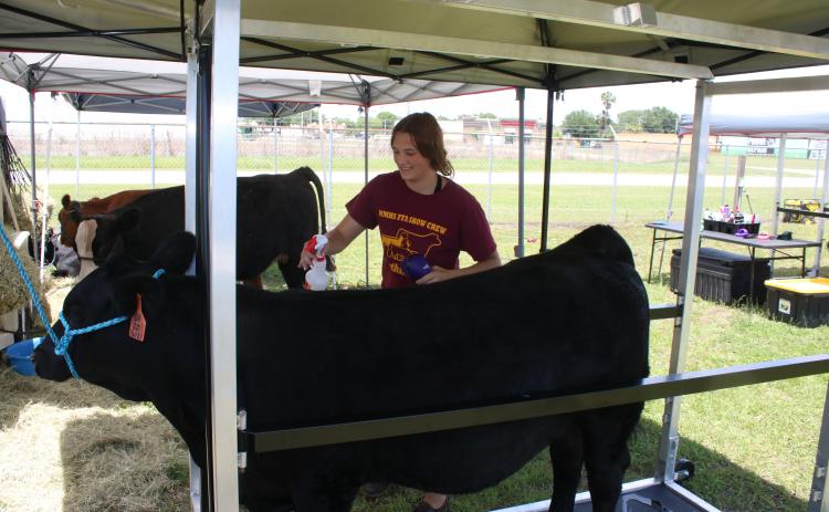 Chesney Doney, 15, preps her steer, Poncho, for a grooming session Friday afternoon. Doney is competing in the Jamie Richards Memorial Prospect Show. (TONY BRITT/Lake City Reporter)
