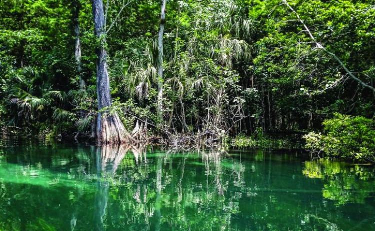 The new Ichetucknee Alliance website includes several interactive features, including a virtual 'story map' tour of the Ichetucknee Springshed and Ichetucknee Trace. (COURTESY)
