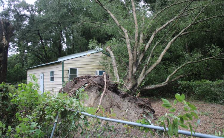A water oak tree that was uprooted when Tropical Storm Elsa passed through Columbia County rests on Ray Shealy’s craft shed. (TONY BRITT/Lake City Reporter)