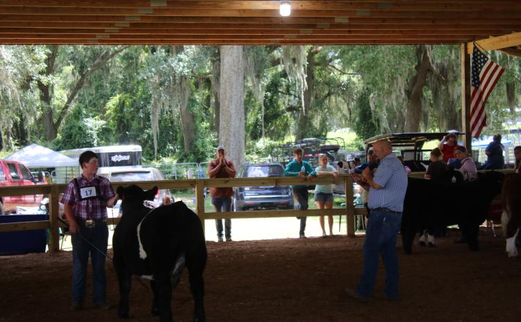 Chandler Thompson (left) shows his cow, Outlaw, as exhibitor judge George Richburg, tells the audience about the steer during Saturday’s Dixie Cattle Invitational. (TONY BRITT/Lake City Reporter)