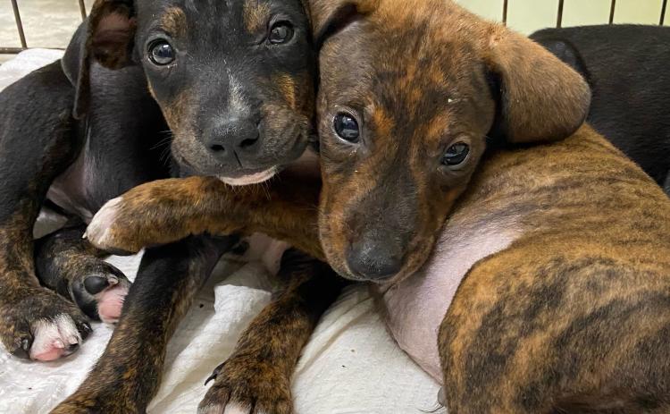 Two of the puppies that were saved Tuesday morning by a storm drain on SE Natalie Terrace. (COURTESY/Lake City Humane Society)