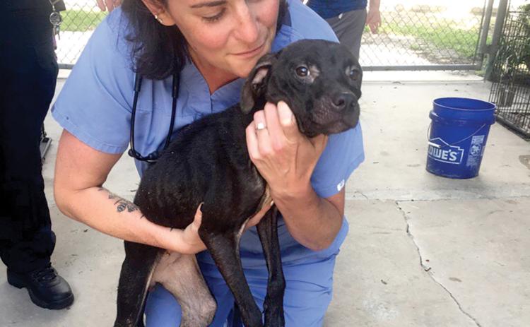 Dr. Mandy Trotter, the veterinarian at the Lake City Humane Society, looks over one of the rescued dogs Thursday. (COURTESY)