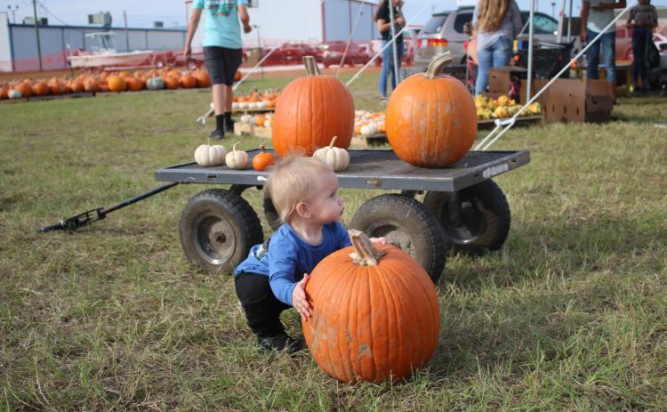 Brantley Knight, 11 months, attempts to lift a pumpkin Monday afternoon while his family searched for pumpkins to purchase at the Columbia High School FFA Pumpkin Patch. (TONY BRITT/Lake City Reporter)