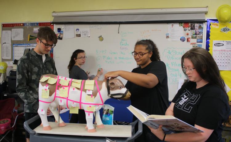 Rhys Evans (clockwise from left), Kenzie Dungan, Cayden Hall and Lena Deese, members of the Columbia High School FFA veterinary skills team, work on labeling the body parts of a cow as they prepare for today’s state competition. (TONY BRITT/Lake City Reporter)