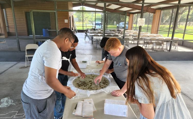 Richardson Catfish Club members look at plants, small fish and aquatic invertebrates in a ‘pour-a-pond’ at Alligator Lark Park. (COURTESY)