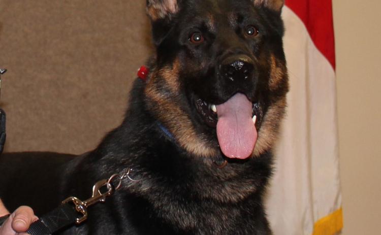 Columbia County Sheriff’s Office K9 Deputy Drago, shown here, was rushed to a veterinary clinic Tuesday afternoon after a heat-related injury. He died later that night. (COURTESY)